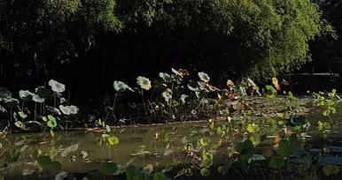 池塘中浮动的荷花视频的预览图
